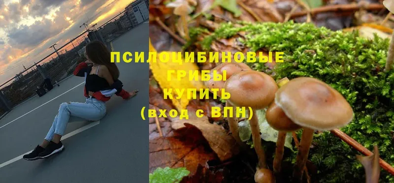 хочу   Заволжье  Псилоцибиновые грибы Psilocybe 